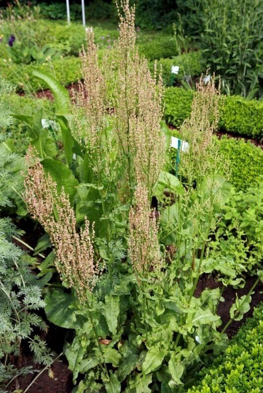 欧亚美味野菜之13--酸模 酸模是一种全株可以入药的野菜,在欧洲的很多