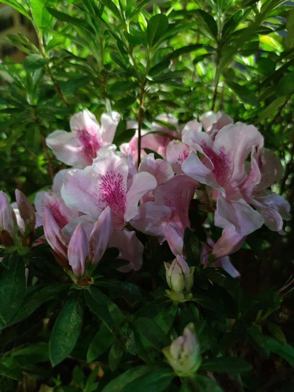 锦绣杜鹃 锦绣杜鹃是杜鹃花科,杜鹃属植物.