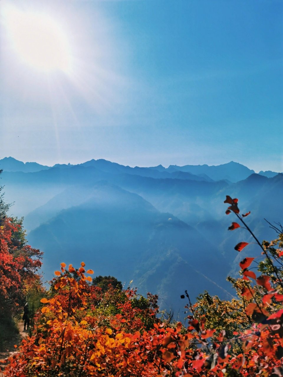 圭峰山红叶满山遍野 每年的深秋都是圭峰山红叶满山,色彩斑斓,今年也