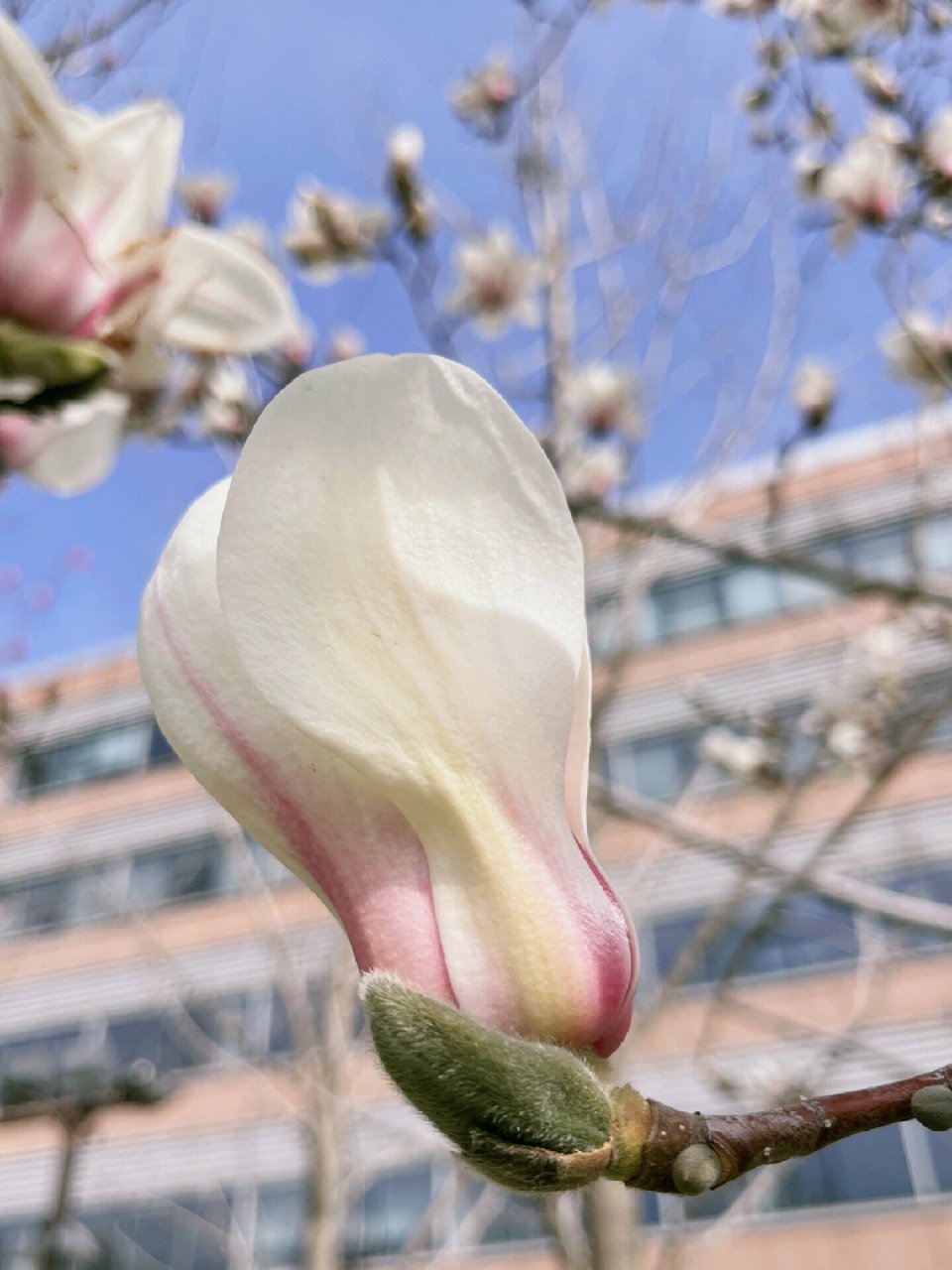 玉兰花言|色白微碧,香味似兰 95学名:yulania denudata02(desr.