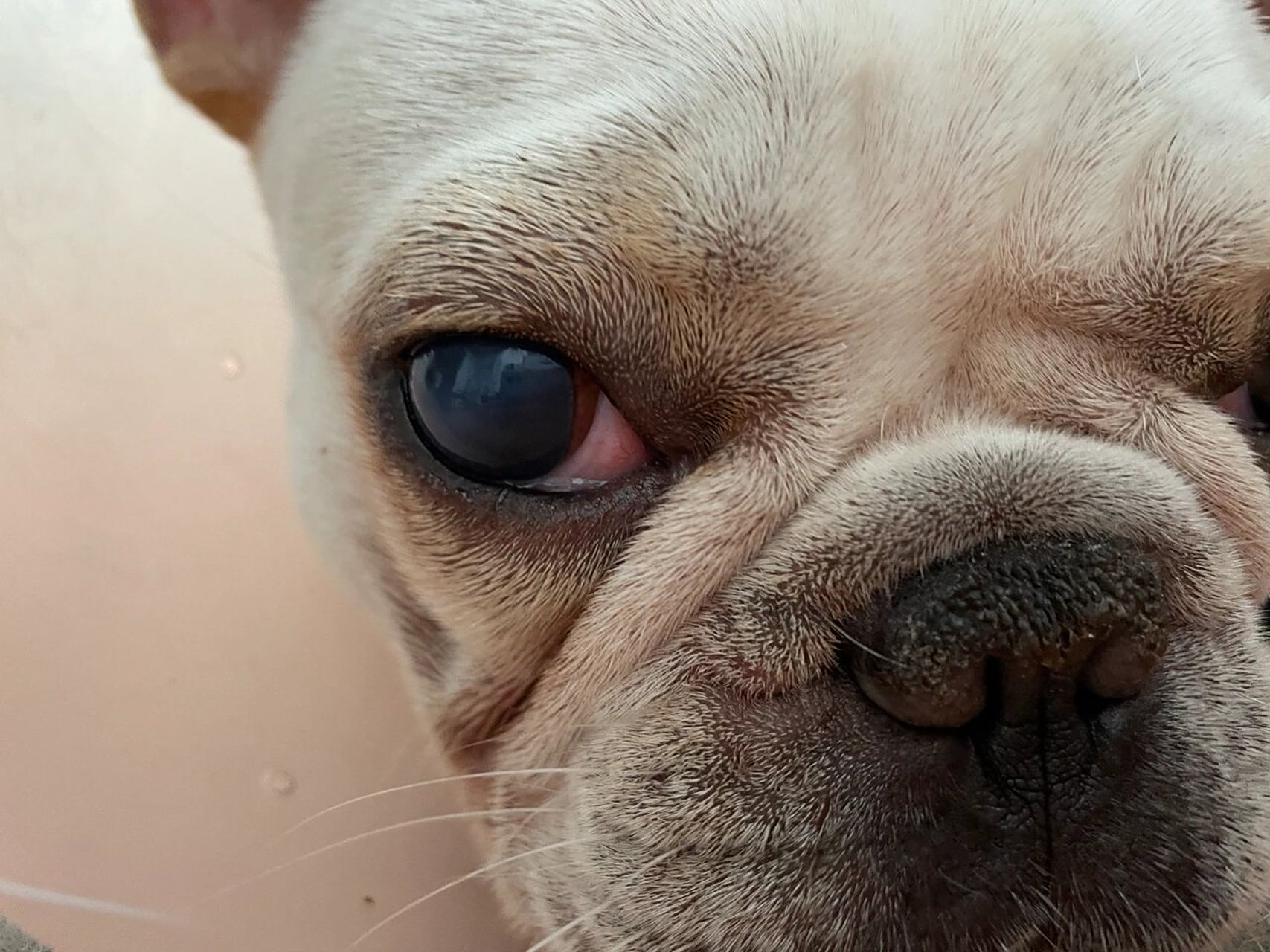 狗狗蓝眼病治疗过程 今天是第三天了 也是我隔离最后一天 昨天让医生