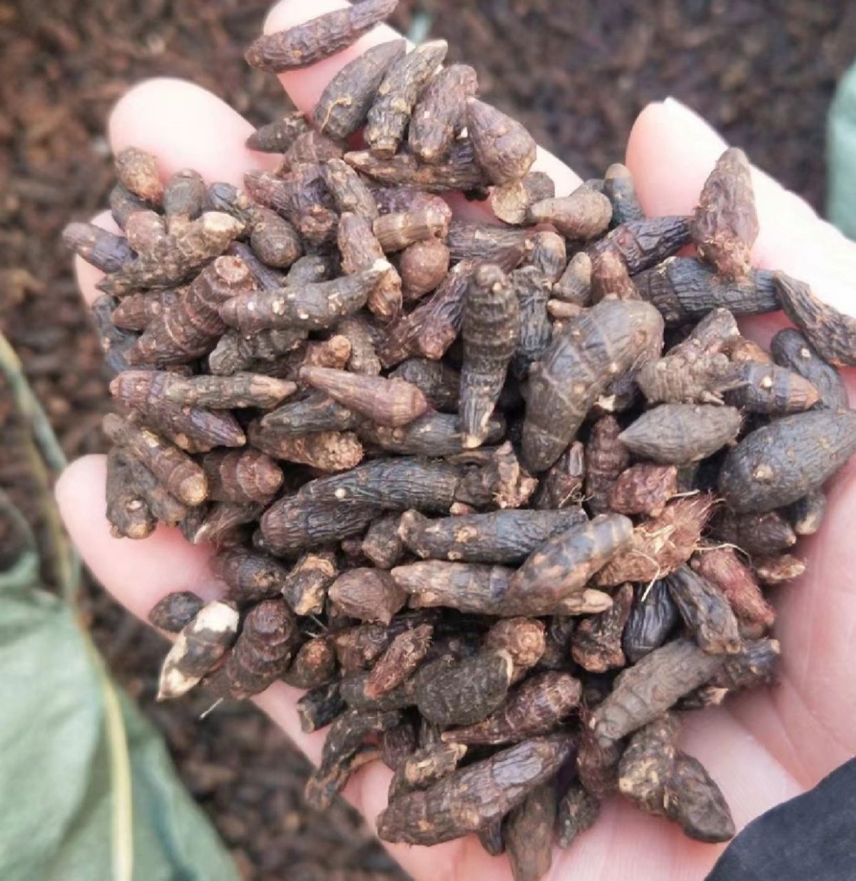 香附为莎草科植物莎草的干燥根茎 香附为莎草科植物莎草的干燥根茎.