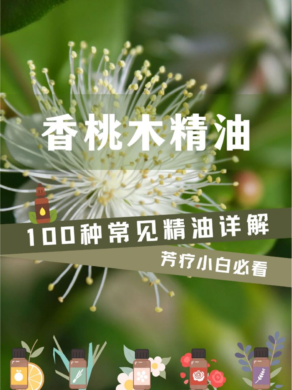 提升自信香桃木精油,儿童支气管炎好帮手!