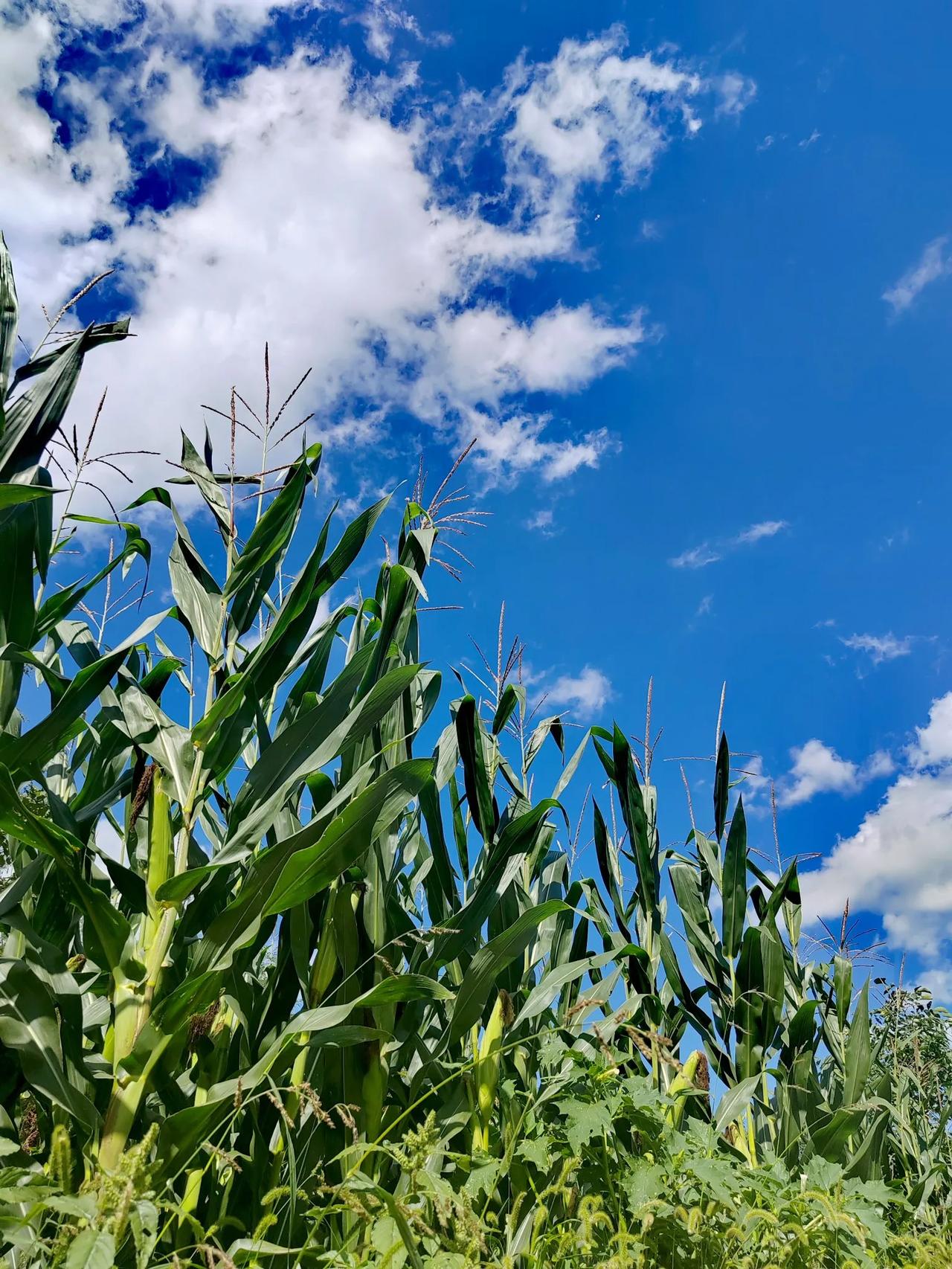 还是唐代大书法家欧阳询"天下第一楷书"《九成宫醴泉铭碑》的出处