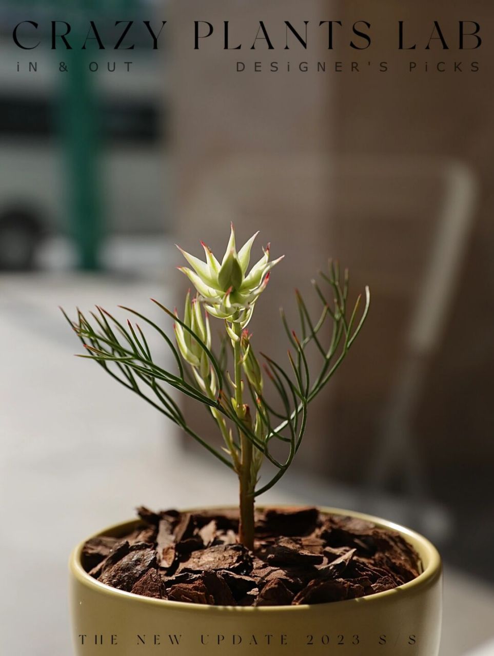 99羞答答滴新娘花,静悄悄滴开～ 南非新娘花有小盆栽啦,再也不用只