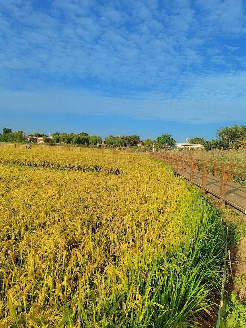 大自然景色-秋日稻田 秋风起,稻田黄 满眼的秋色,秋天才是最有故事的