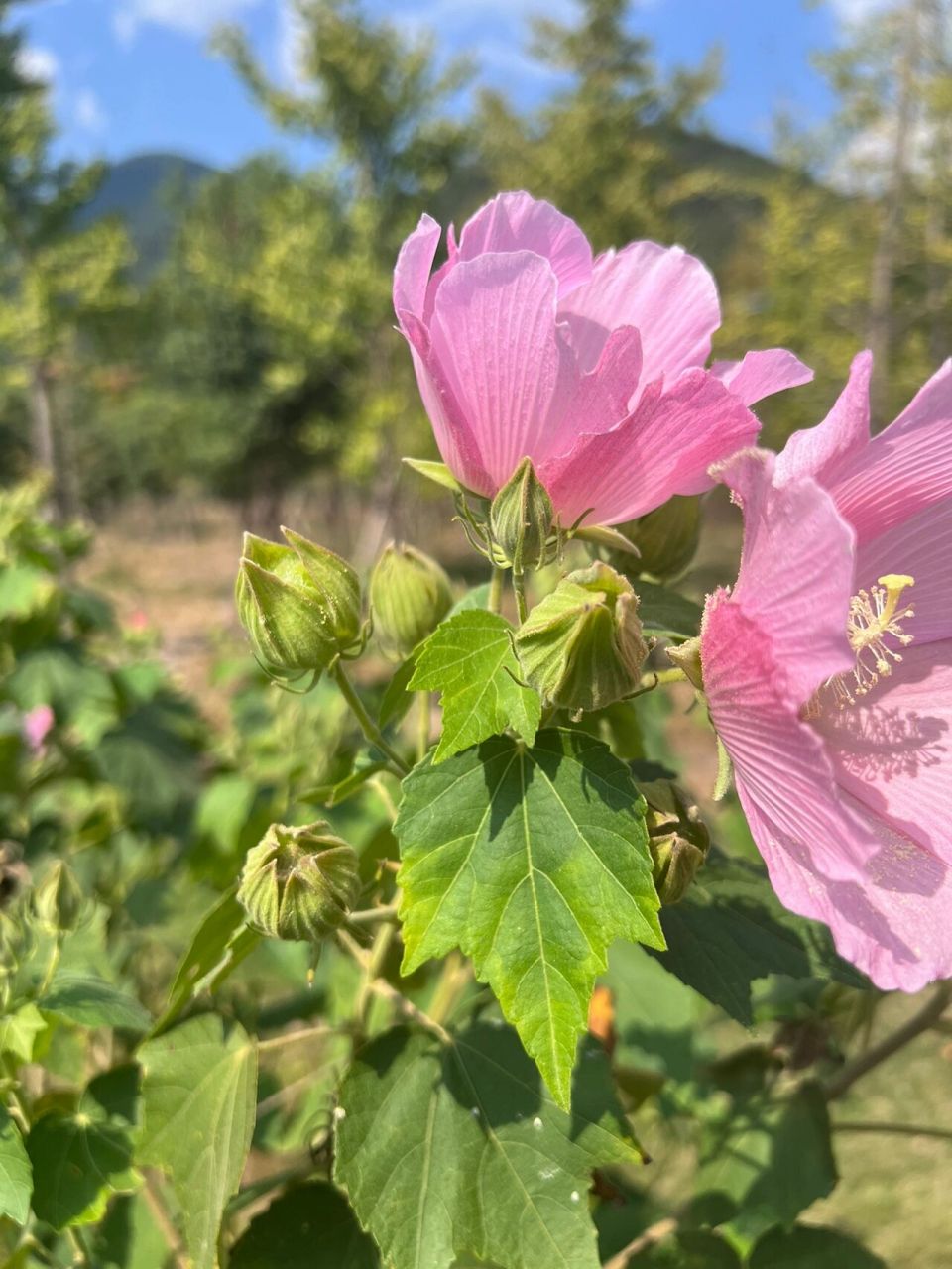 木芙蓉 | 木末芙蓉花,山中发红萼 花名:木芙蓉 科属:锦葵科,木槿属