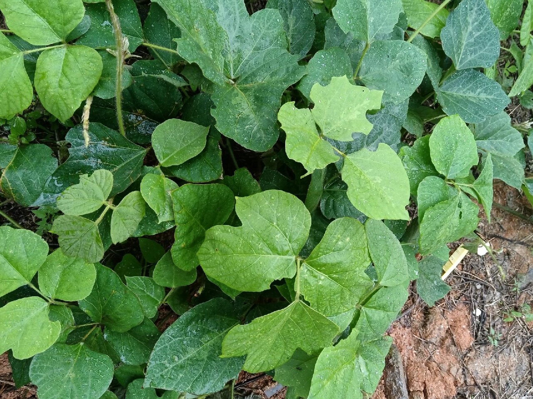 野生葛根藤又長勢茂盛的長來了～到了冬天就可以挖野生葛根!