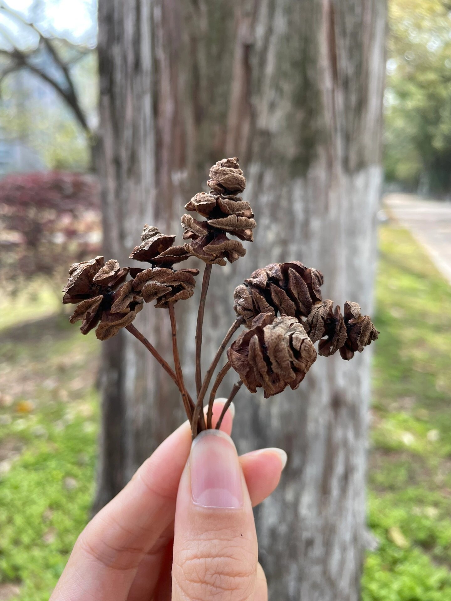 水杉的球果好可爱啊新的扩香器