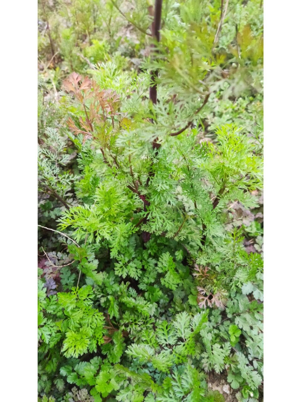 芫荽 学名:芫yan荽sui,伞形科,芫荽属.