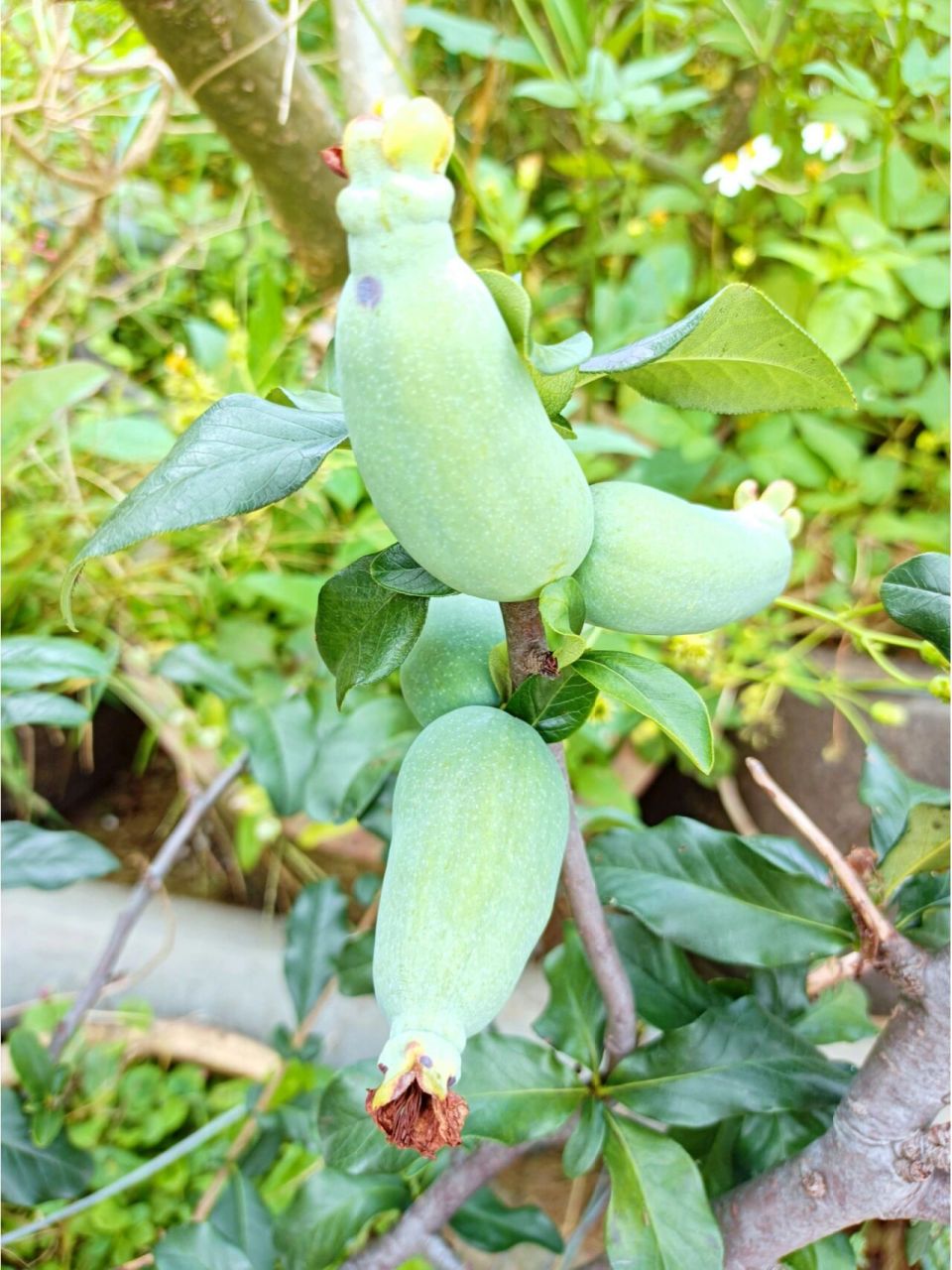 木瓜海棠的果 也是邻居的,他养的是单瓣的,很好结果,满枝头都是.