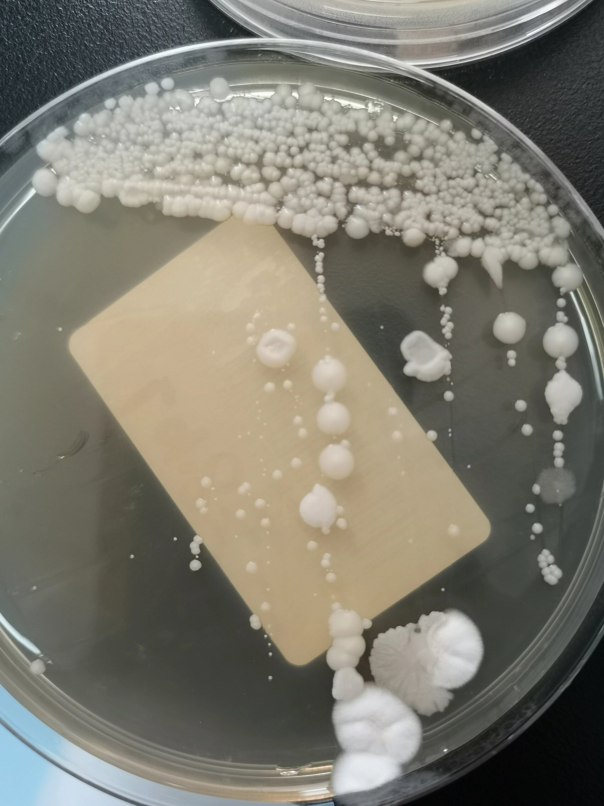 笔记22:克柔念珠菌吐温80玉米培养镜下形态