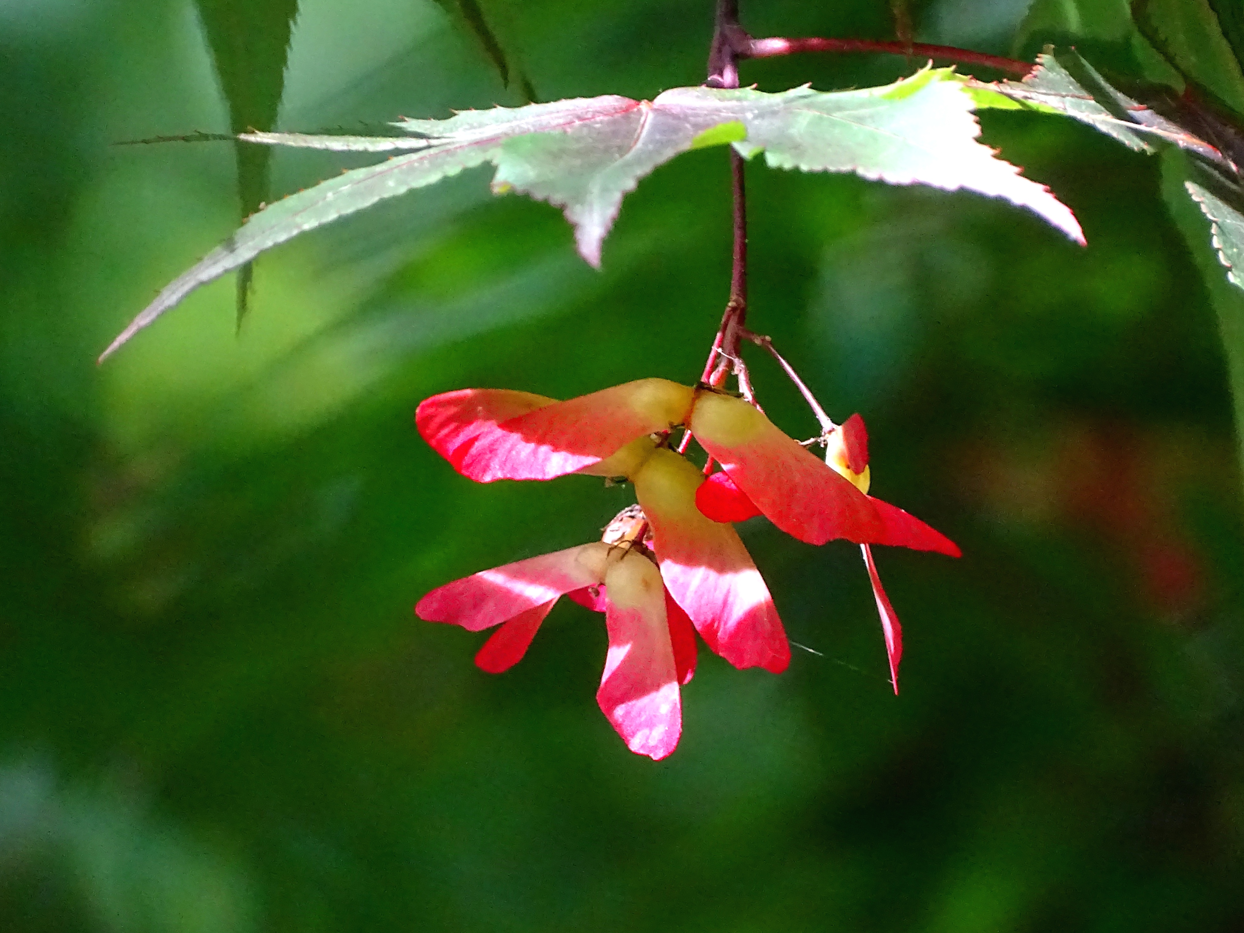 "鸡爪槭"的花花,拍摄于柳浪闻莺.