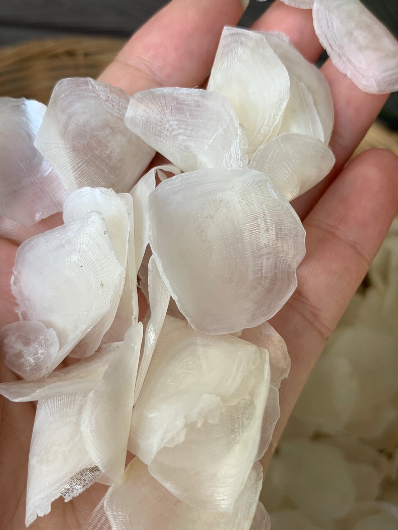 止咳神器~极其珍贵的金钱鳘鱼鳞~ 这一个是特别珍贵的金钱鳘鱼鳞,在