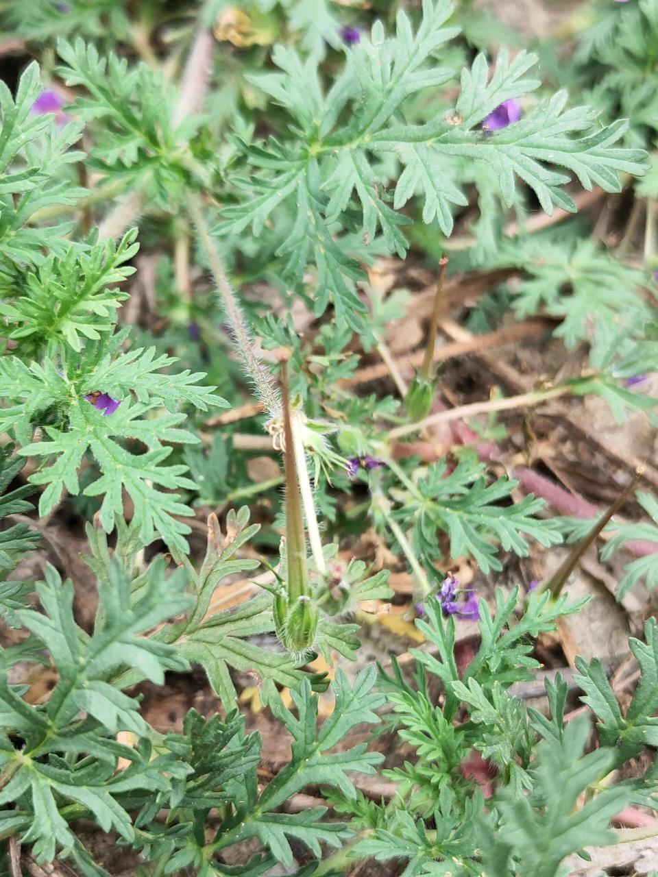 芹叶牻(máng)牛儿苗. 种子又尖又长,很像古代的长矛!