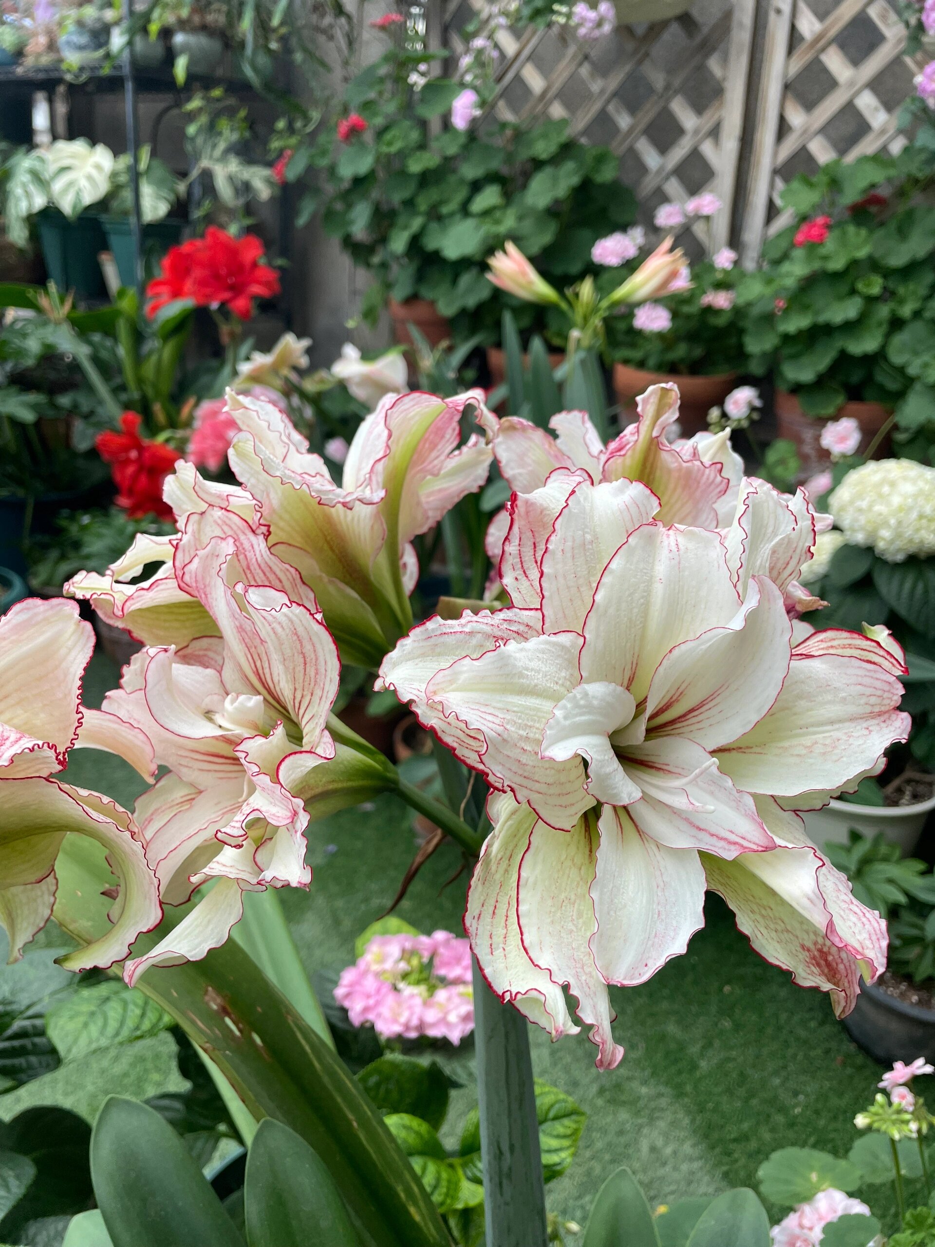 澳洲朱顶红安吉拉的2023年