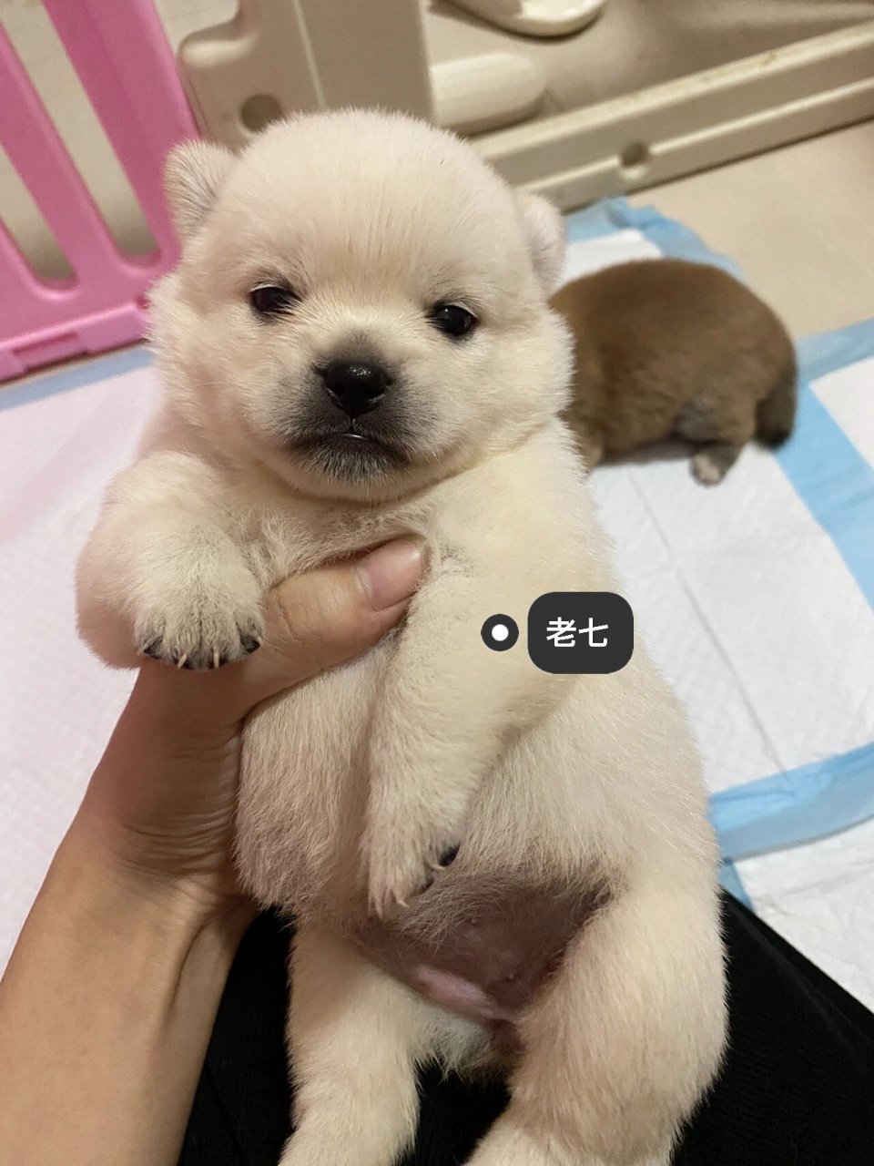 柴犬与巴哥的宝宝来啦～ 七个葫芦娃小巴柴23天大啦,都长的像爸爸柴犬