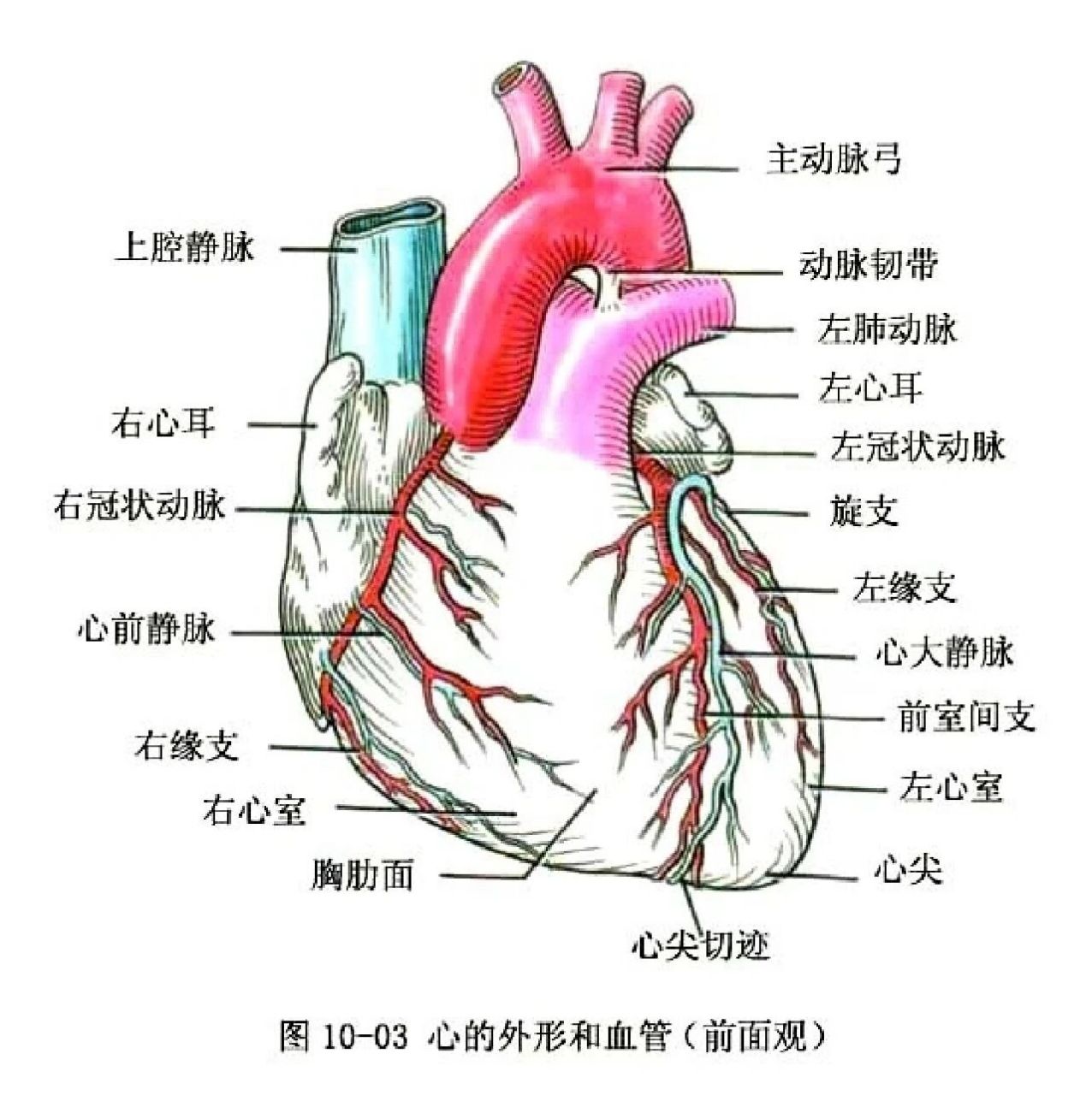 心脏的结构图片简图图片
