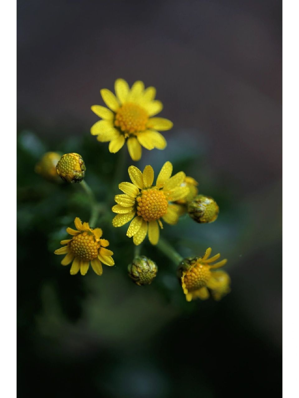 摄影日常|野菊花 野菊花又名山菊花,黄菊花,属多年生草本,高度可达1米