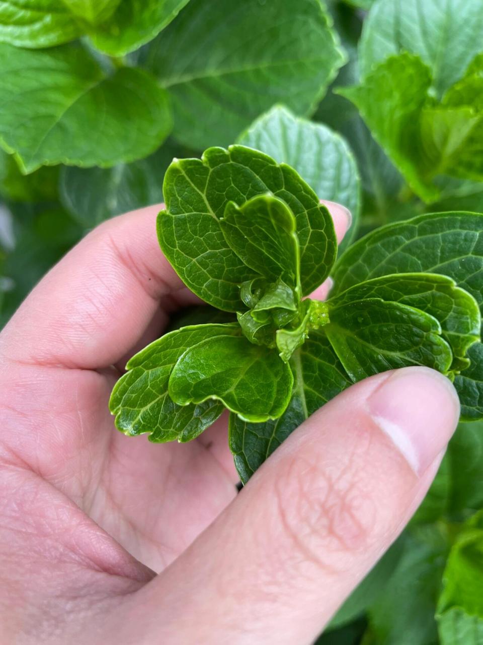 分享绣球花也开始结花苞了 94今天视察了绣球花,发出来的芽头已经有