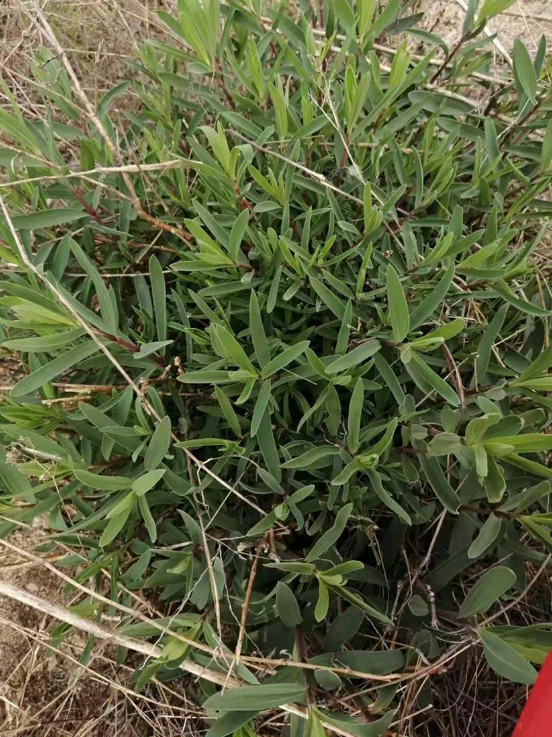 山马扎菜90学名叫银柴胡98别名叫银胡 95很多地方的叫法也不