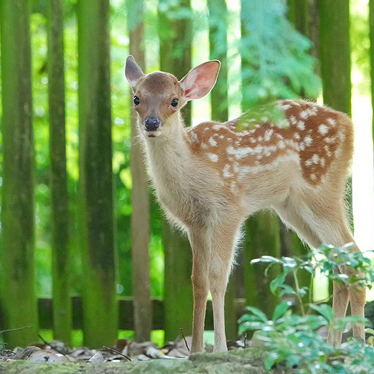 可爱动物# #摄影美图分享#   (via.ins.narano_shikasan)