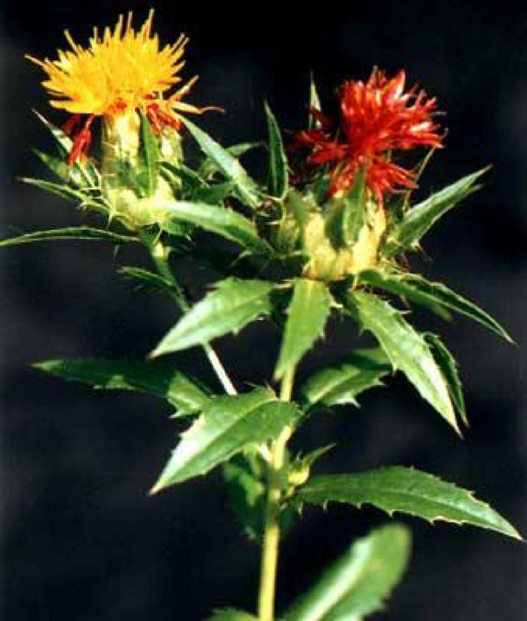 每日一味中药     红花 红花为菊科植物红花的花.
