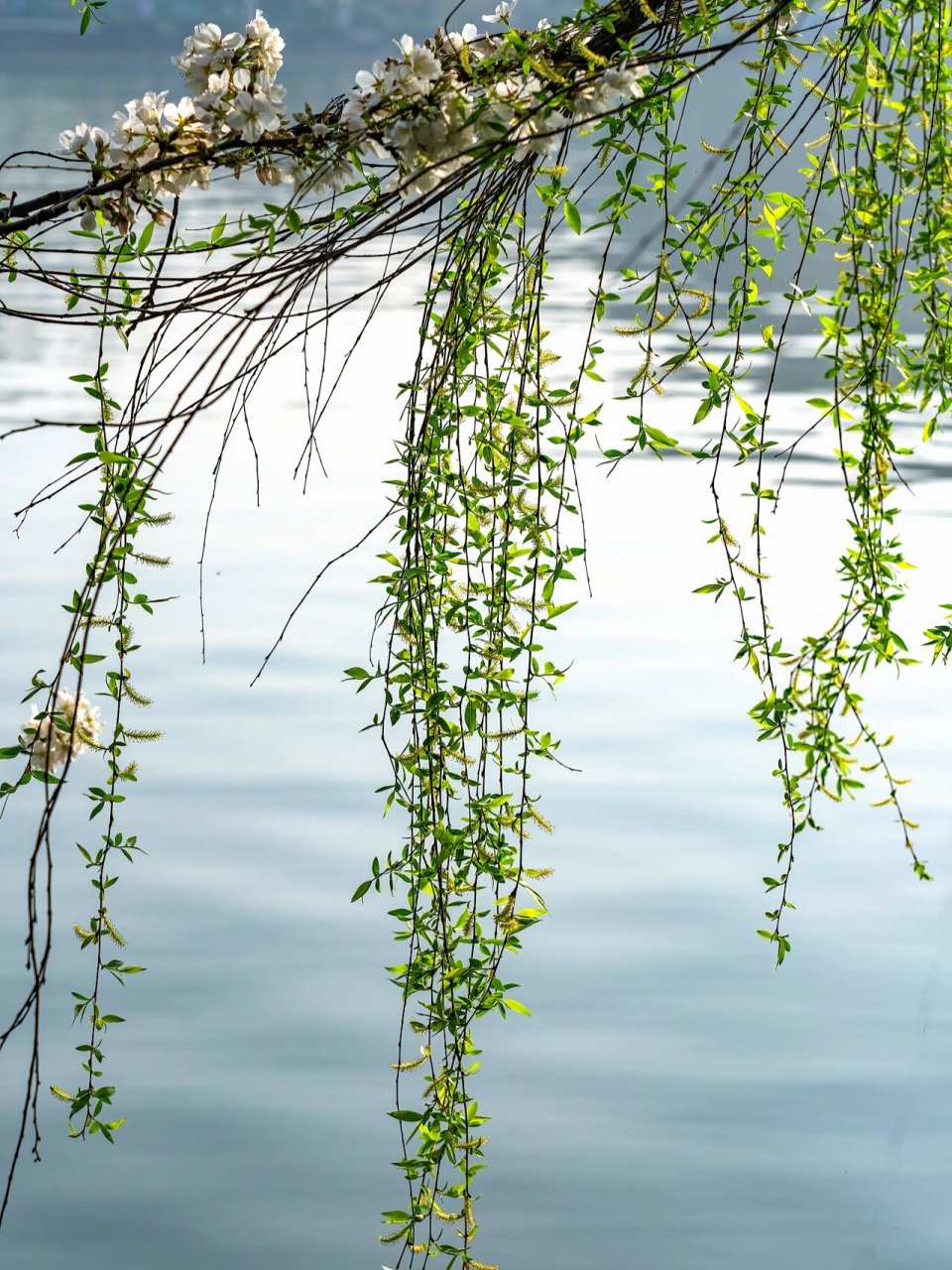 杭州西湖畔的杨柳,不负江南,不负春天95 杭州西湖的春色真是拍不够