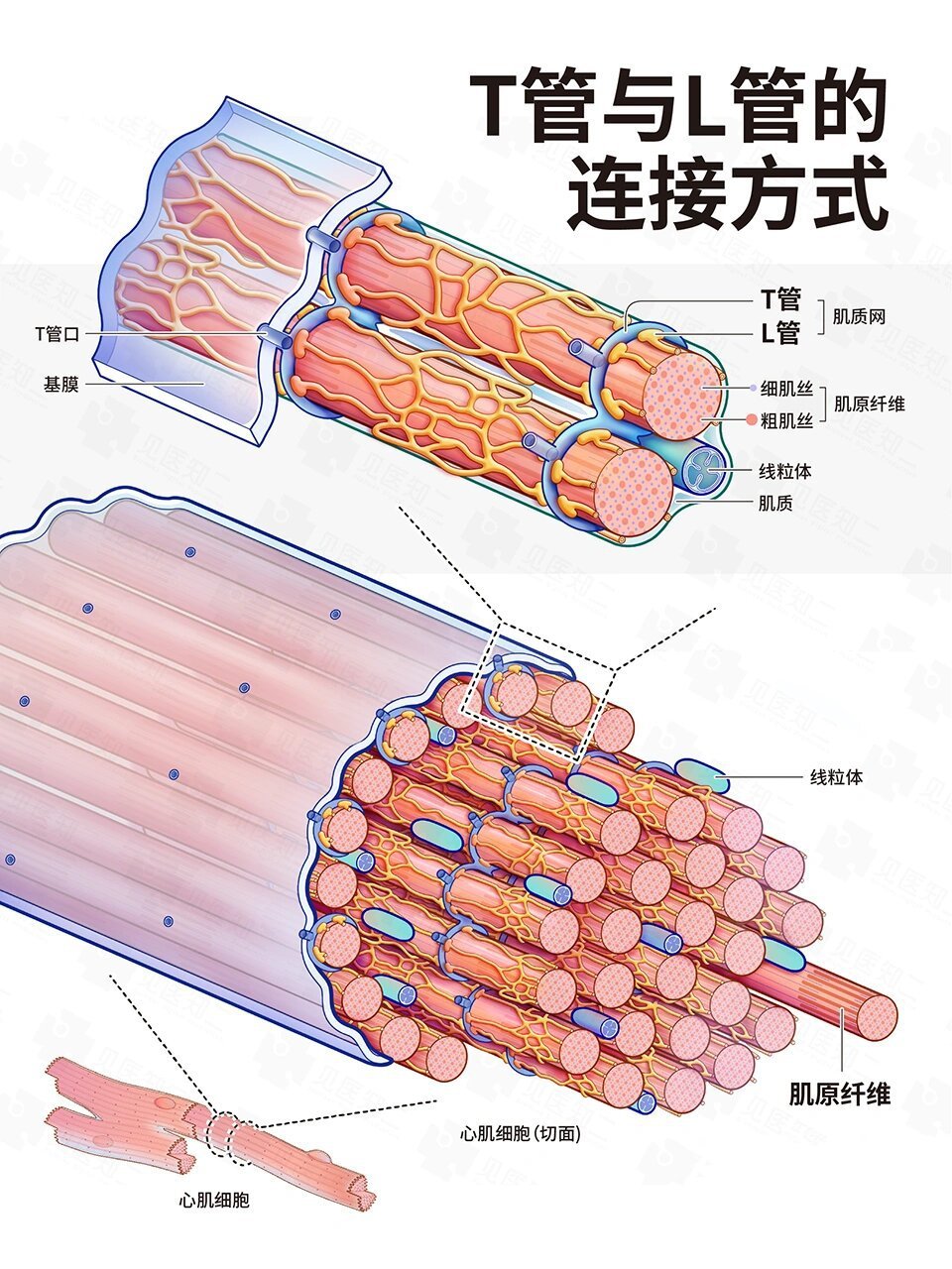 心肌超微结构模式图图片