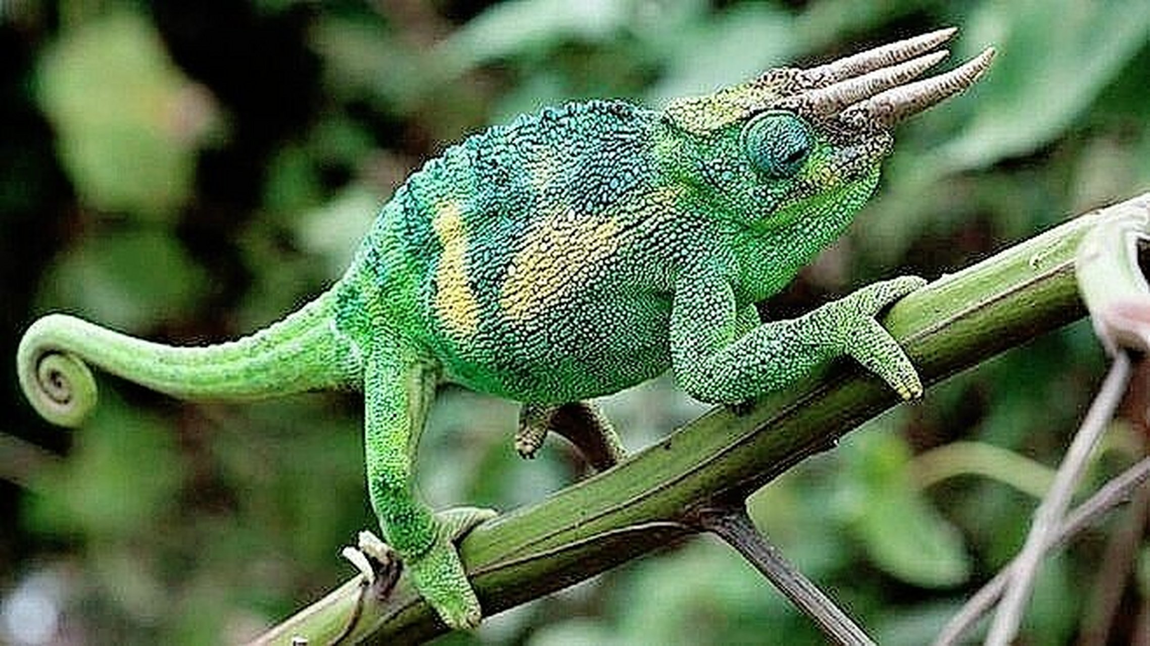 三角龙 变色龙=三角变色龙|杰克森变色龙 也叫三角变色龙,原产东非,后