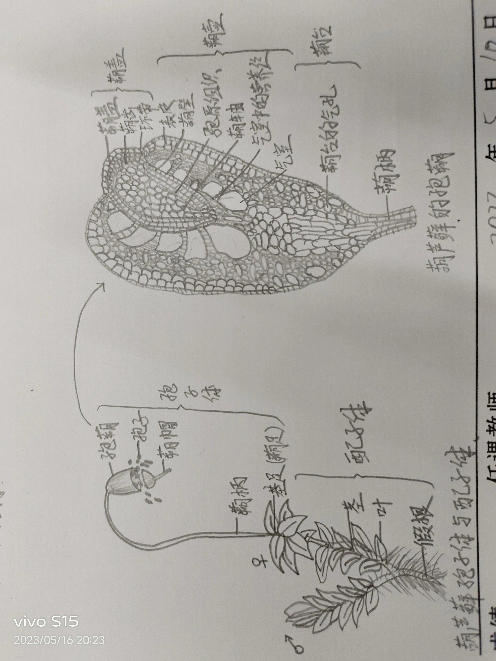 葫芦藓的简笔画图片