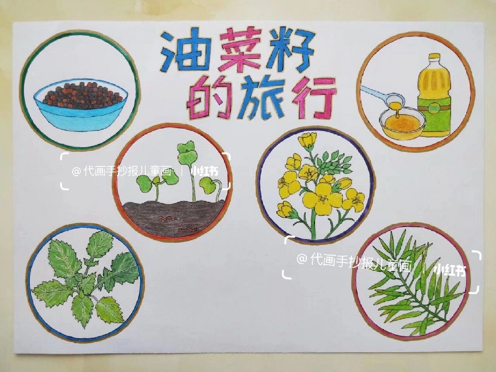 代画# #手抄报# #儿童画# #作业代画# ##植物生长# #油菜花# #自然