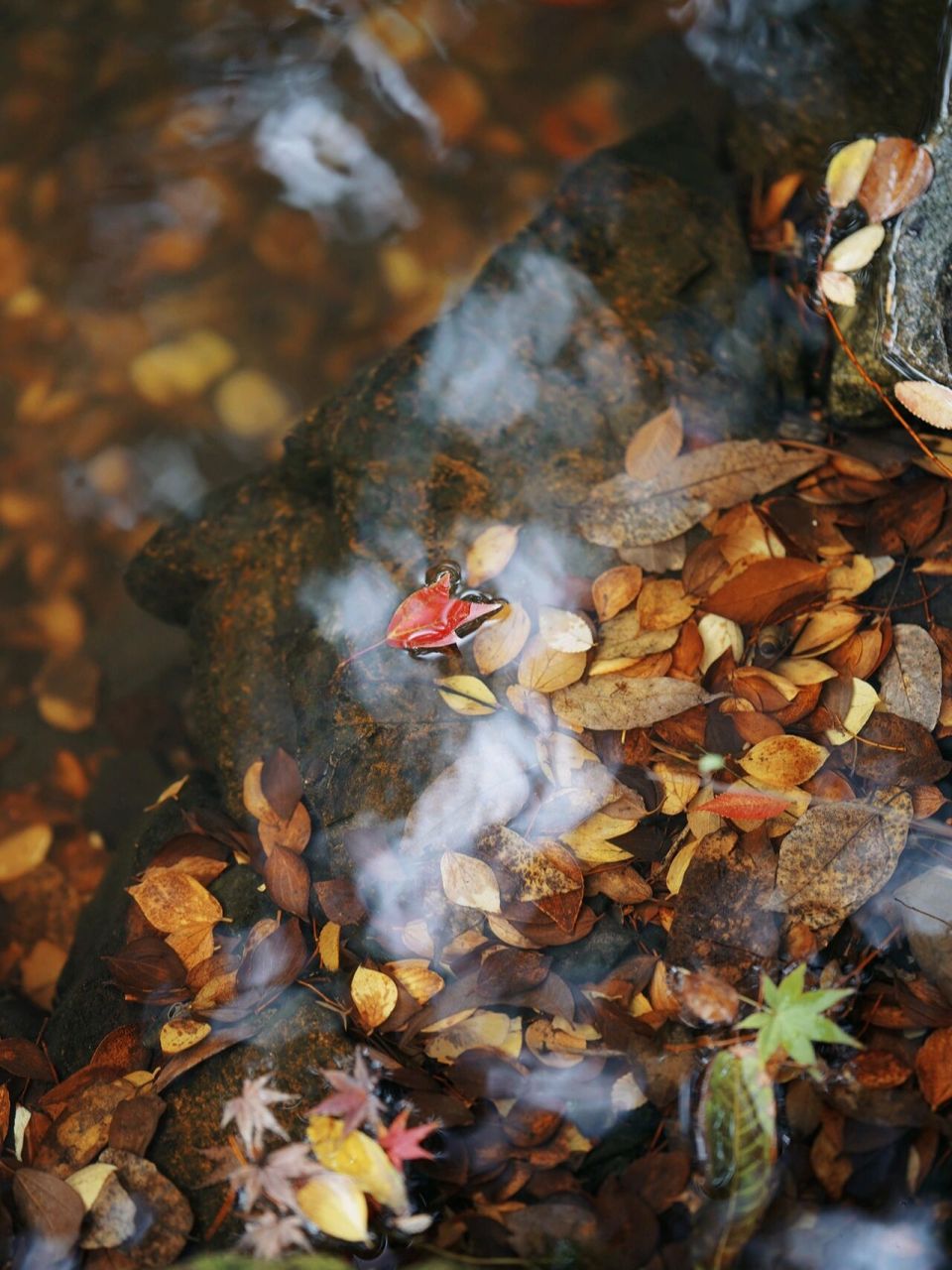 秋日美图/园林美图分享 #苏州园林# #秋天# #落叶# #治愈系风景