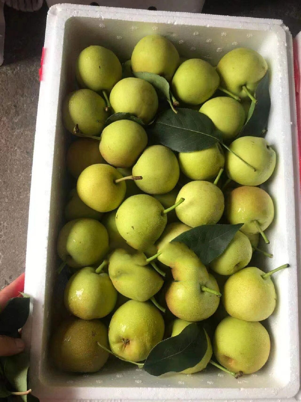 云南丁香梨 99爆品推荐—云南丁香梨98清脆香甜 多汁爽口9797