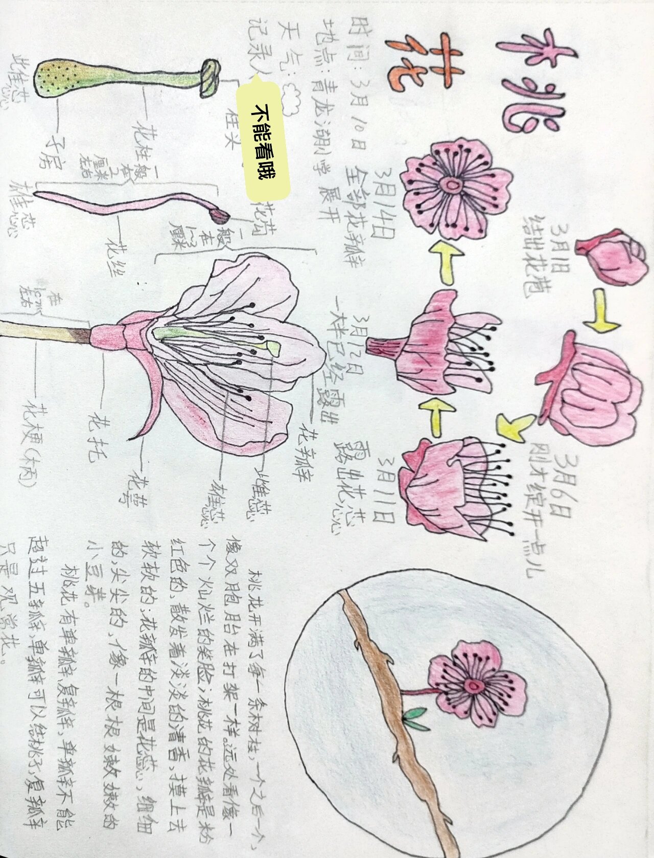 桃花自然笔记 作品图片