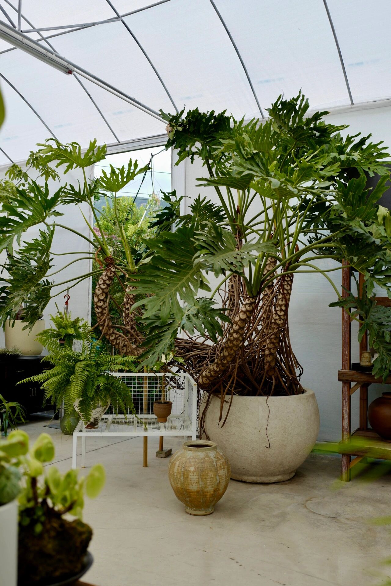 1️⃣7️⃣种室内大型落地氛围感绿植 空间里绿色的滋养,放棵