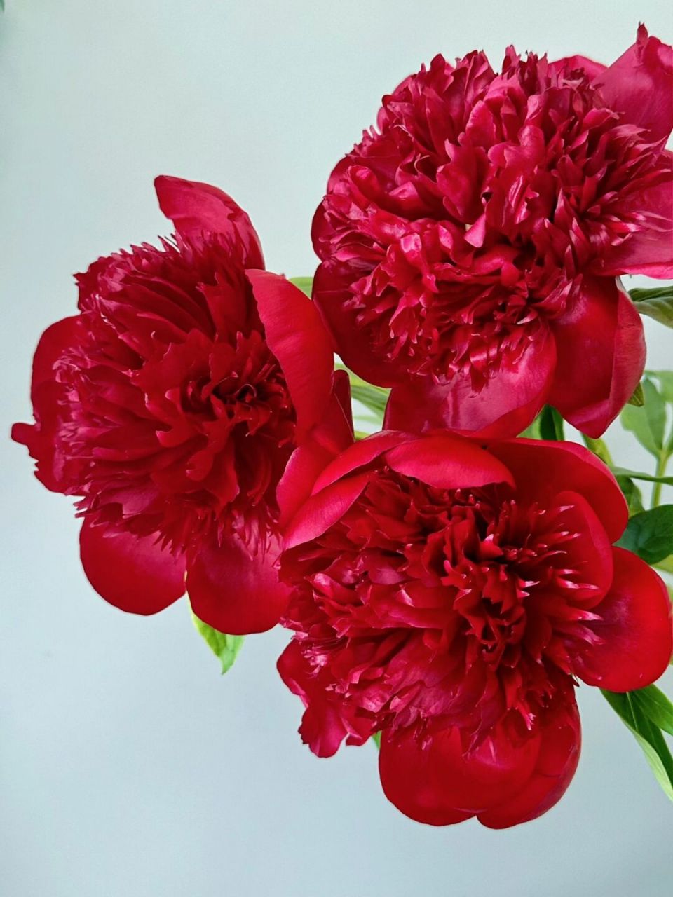 鲜花分享98芍药红色魅力 复古暗红色,像极了正宫娘娘,外面一层花瓣