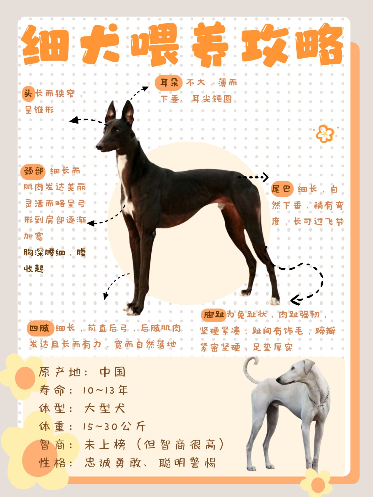 中华田园细犬 哮天图片