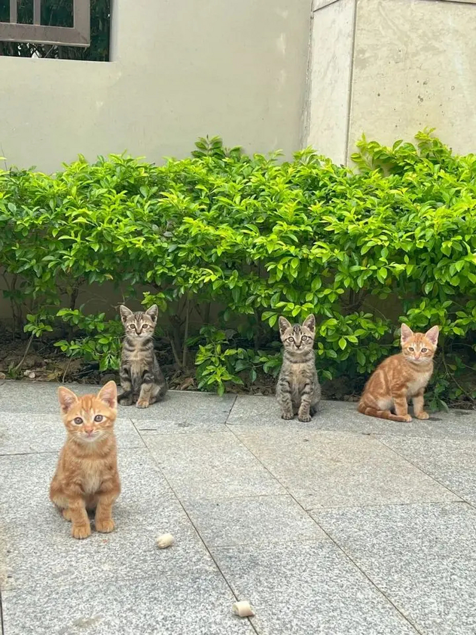 只要她靠得近一些,小猫就跑掉了.