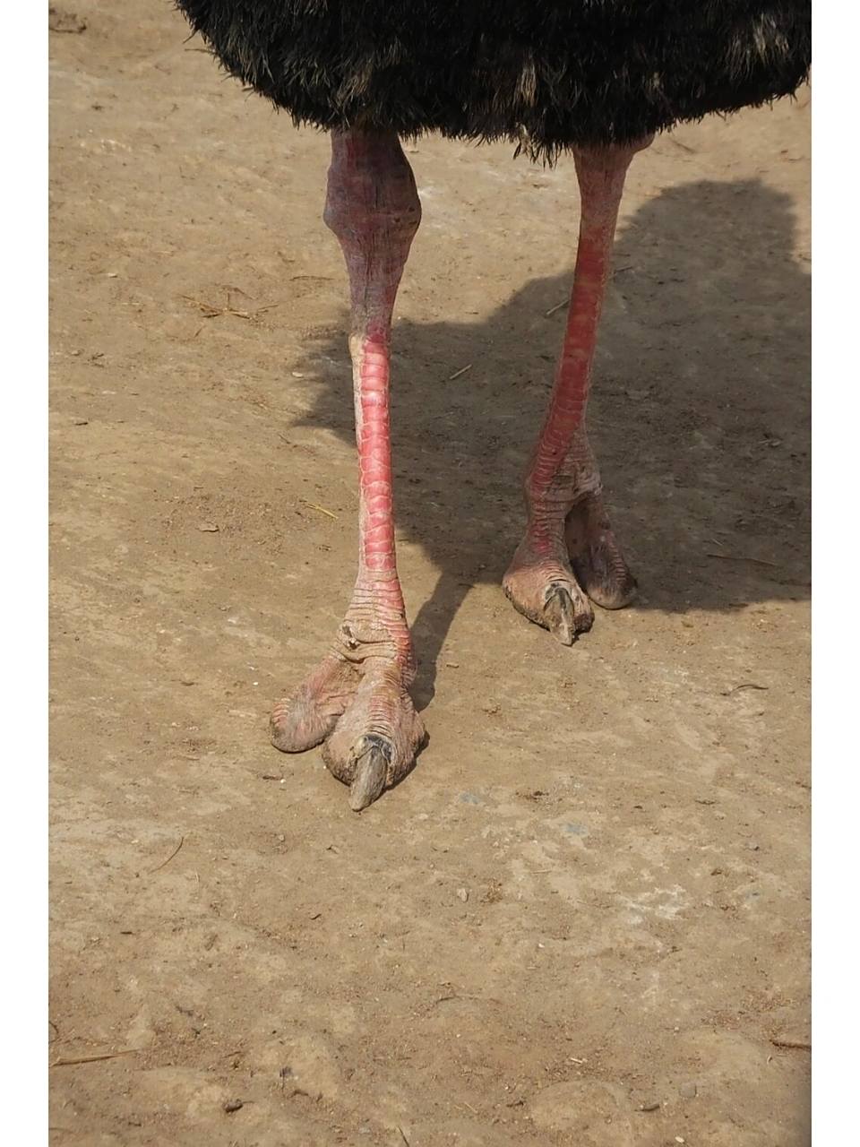 鸵鸟竟然只有两根脚趾,跑得却贼快 鸵鸟是现存的唯一一种每只脚有两个