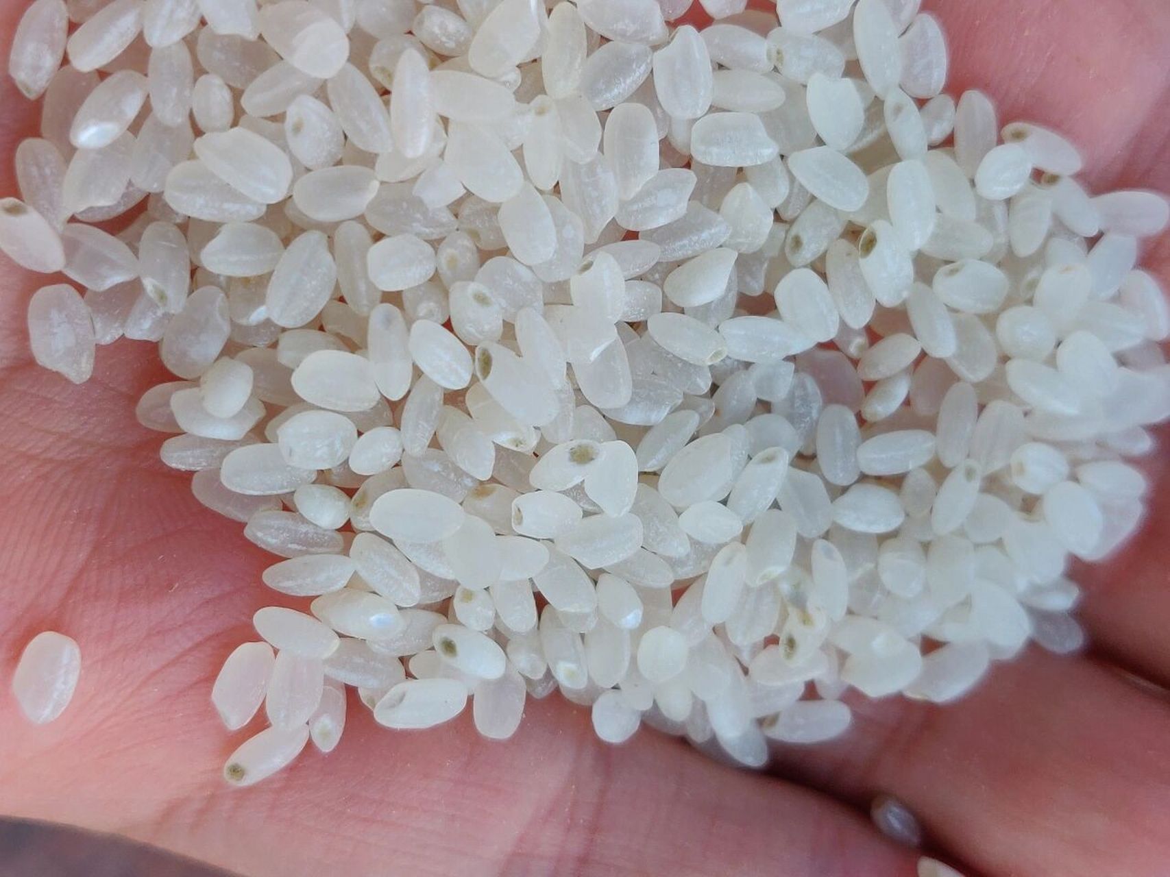 这样的大米还能吃吗? 发霉发绿的大米洗洗蒸了还能吃吗?