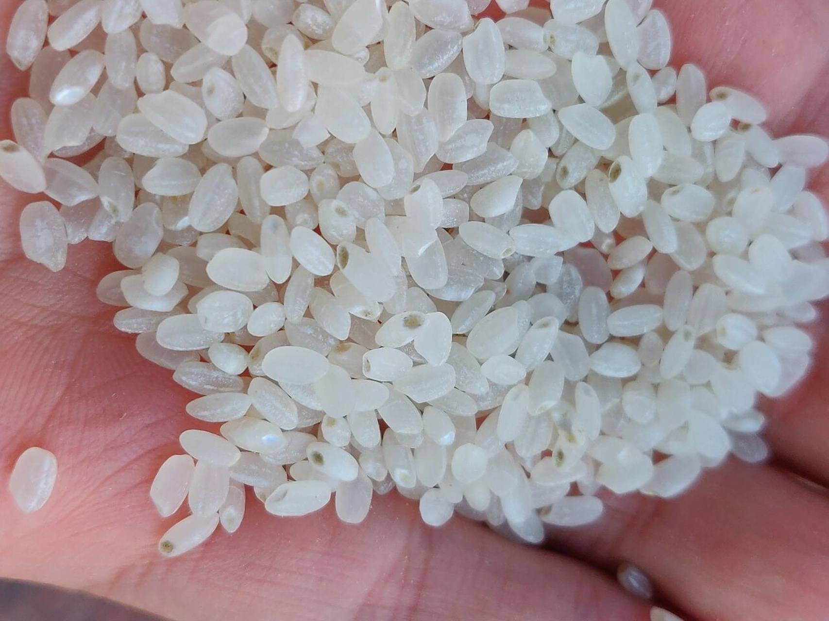 发霉发绿的大米洗洗蒸了还能吃吗?单位上给大家吃的大米