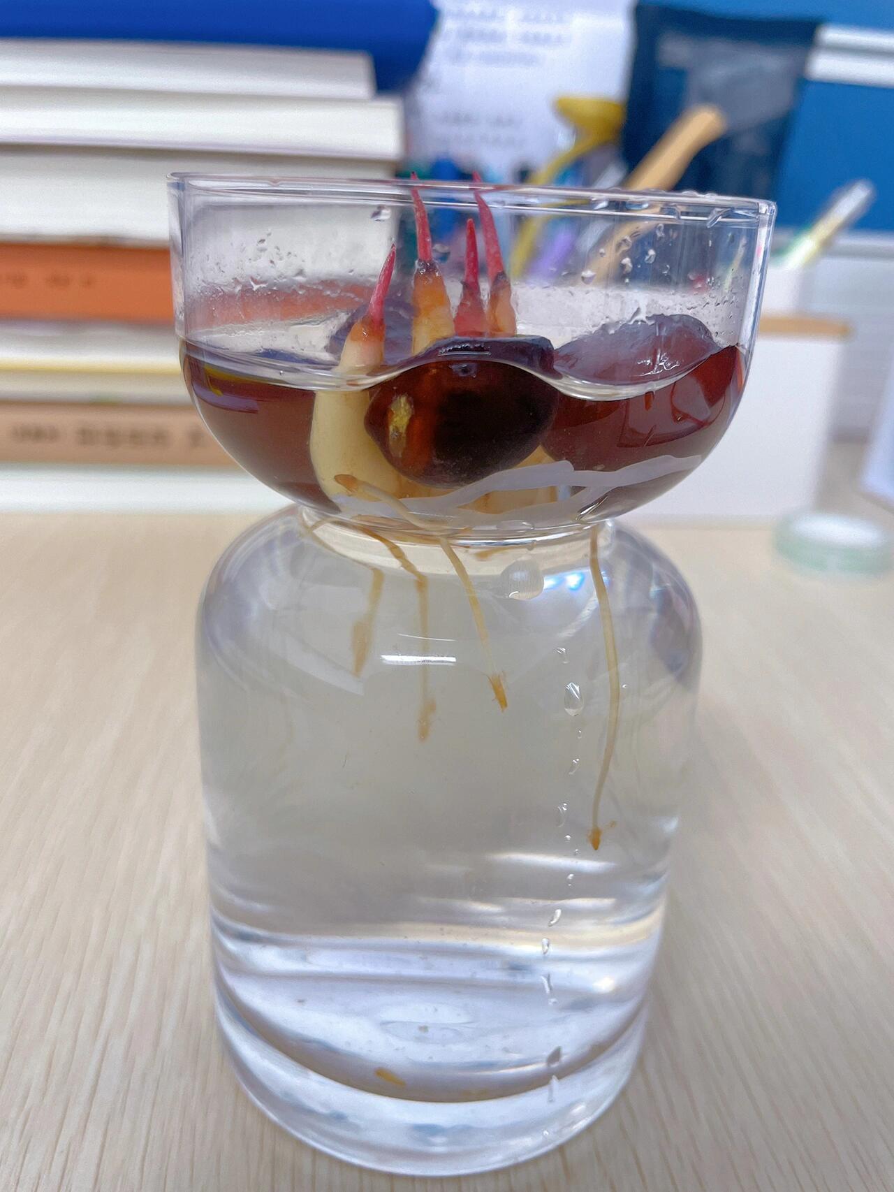 蛇皮果种子…美人鱼尾?就离谱