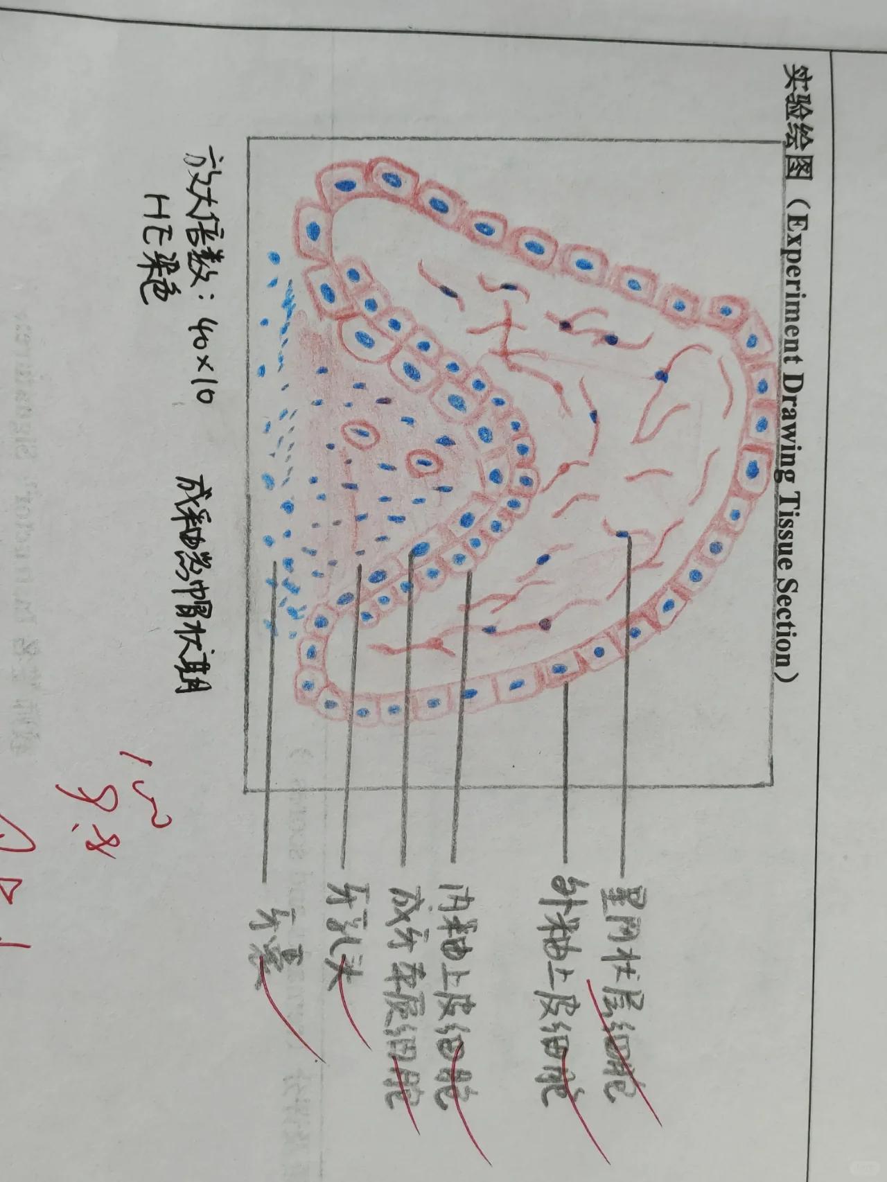 钟状期成釉器红蓝铅笔图片