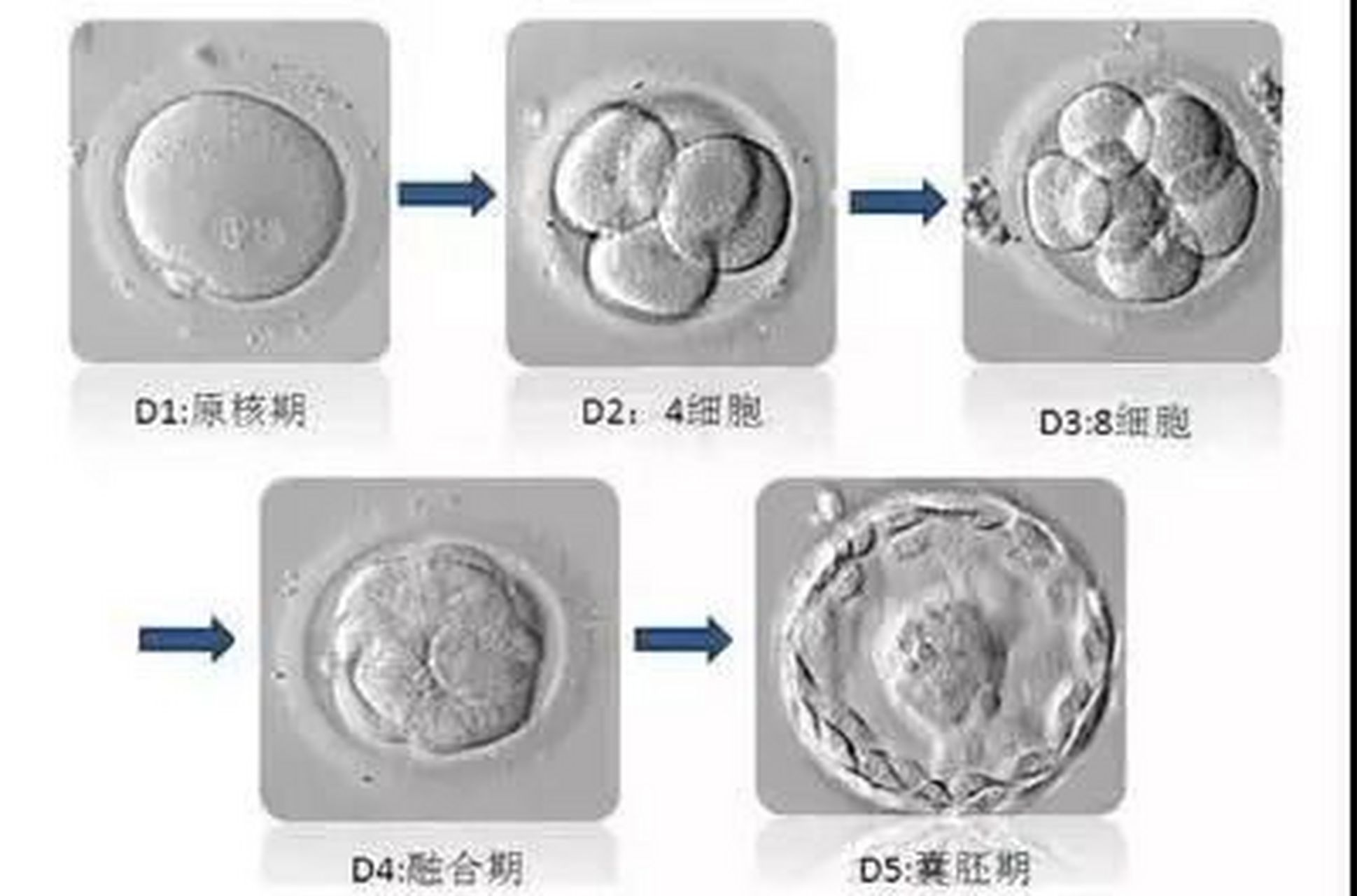 4bb囊胚图片