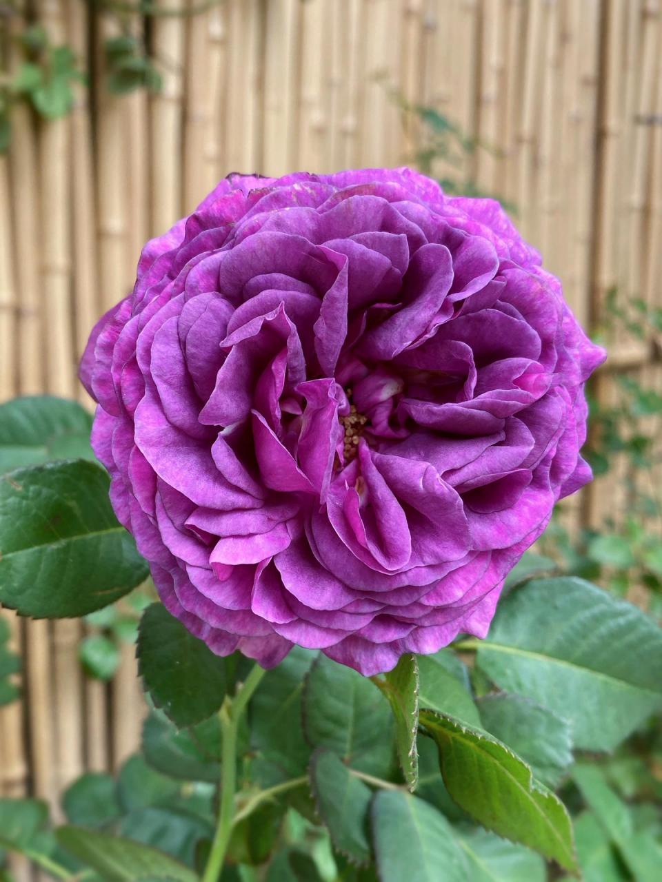 密涅瓦 比利时月季 目前最纯正的紫色月季,很紫很紫,纯正的紫色.