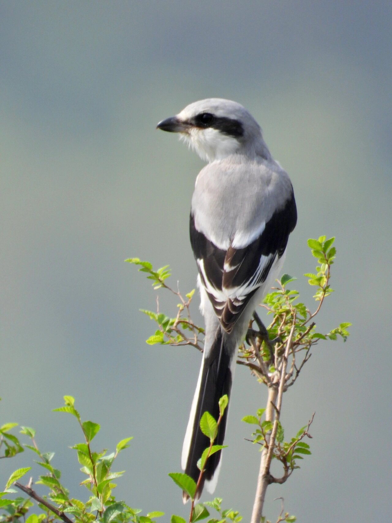 楔尾伯劳 地点:大连西山水库 翻库存系列,不久前遇到的楔尾伯劳,亚成
