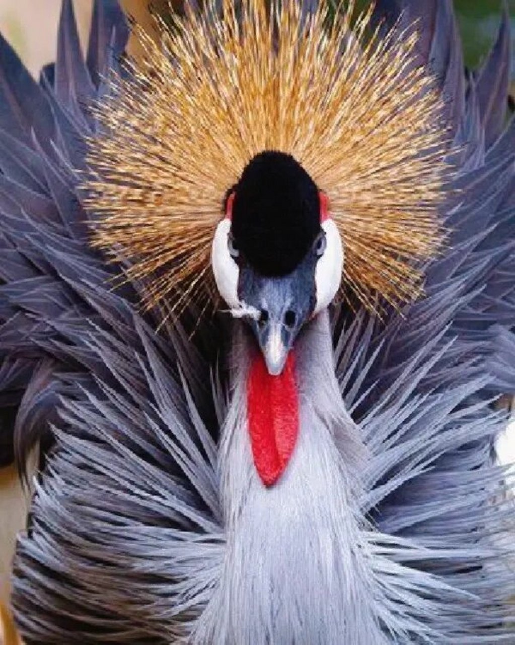 创意线描—灰冠鹤 灰冠鹤,又名灰冕鹤或东非冠鹤,一种小型鹤类,属留鸟