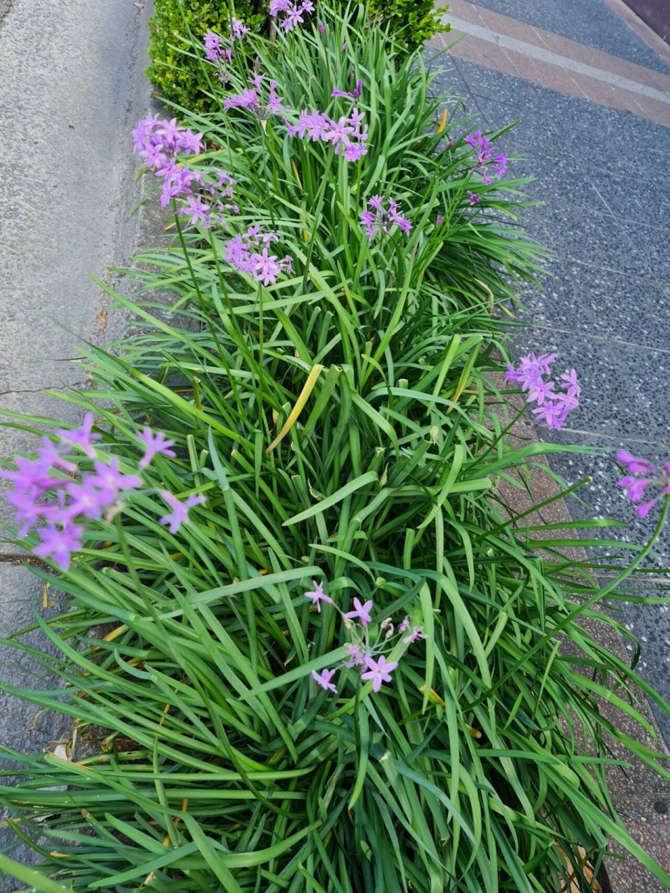 紫娇花味道图片