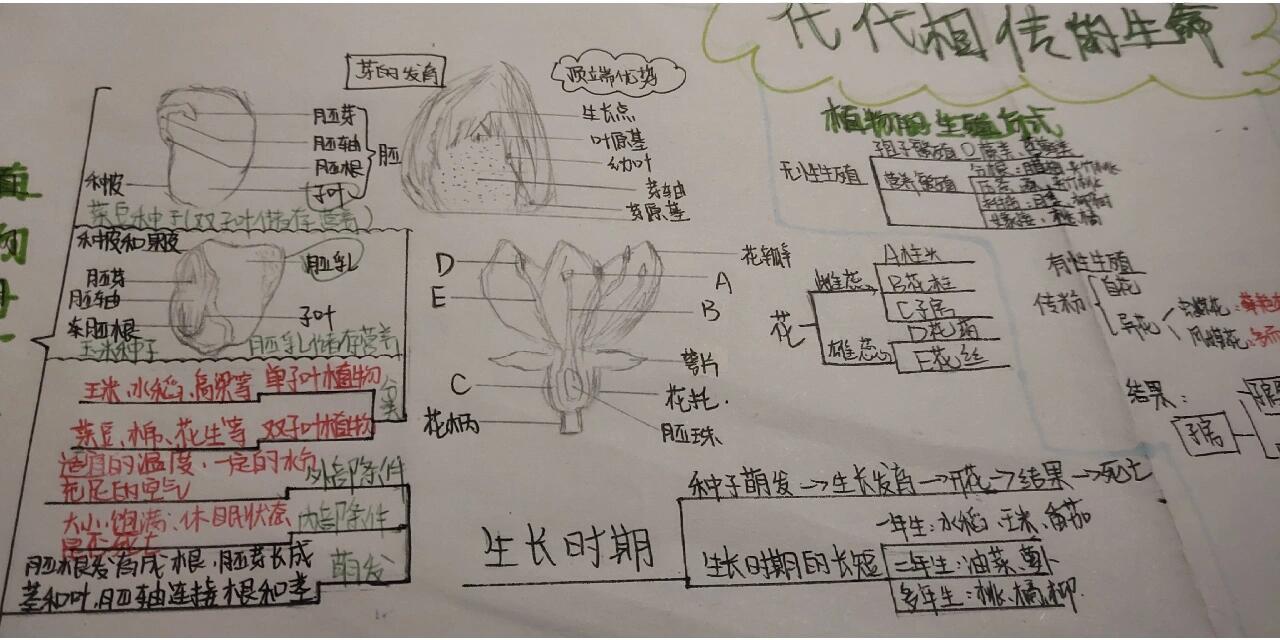 初中植物思维导图图片